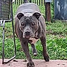 King is registered to the contest to win money with this photo: dog, canine, gray_dog, muscular, standing, outdoor, backyard, grass, patio, fence, chair, storage_bin, chew_toy, toy, pet, animal, portrait, front_view, alert, daylight