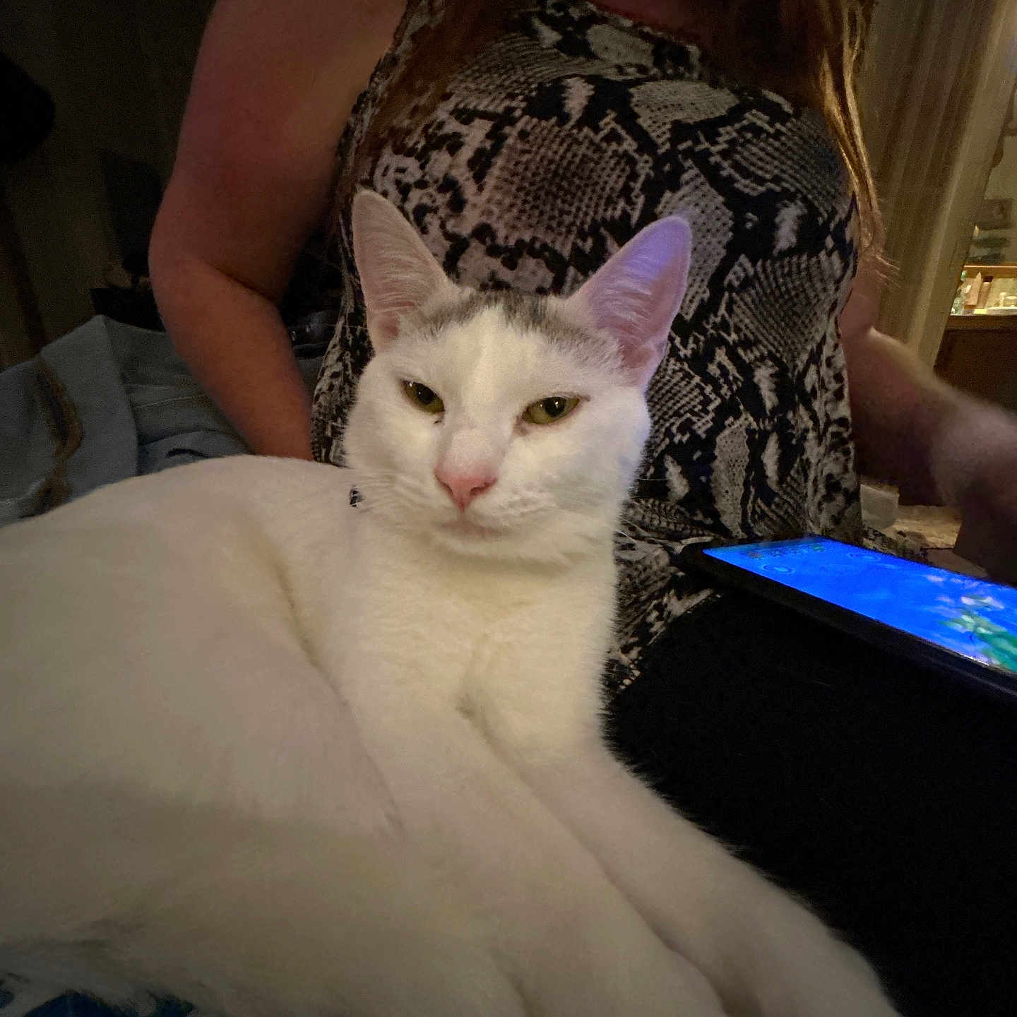 Keykey joined the competition — help win amazing prizes! cat, white_cat, indoor, person, tablet, patterned_clothing, relaxed, pet, animal, technology, furniture, home, seated, closeup, domestic, comfort, resting, light, screen, tablet_device