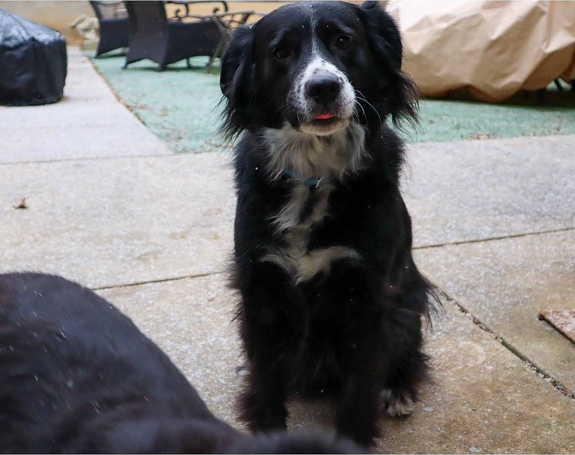 Chelsea joined the competition — help win amazing prizes! bag, borador, carnivore, companion_dog, dog, dog_breed, flooring, fur, gaddi_kutta, giant_dog_breed, gun_dog, herding_dog, luggage_and_bags, road_surface, snout, sporting_group, tail, terrestrial_animal, working_animal, working_dog