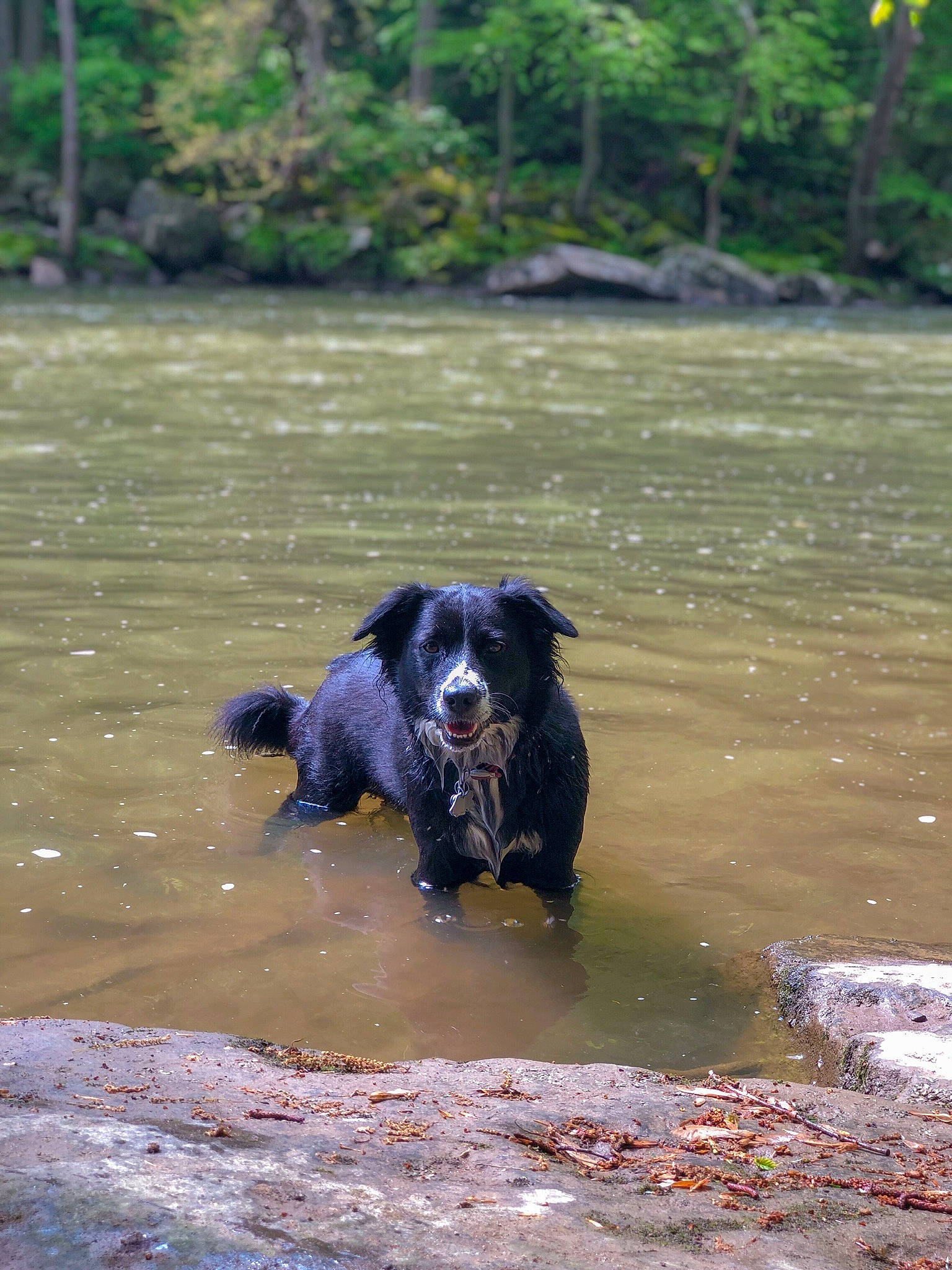 Chelsea is registered to the contest to win money with this photo: bank, canidae, carnivore, companion_dog, dog, dog_breed, fluvial_landforms_of_streams, hunting_dog, lake, riparian_forest, riparian_zone, river, snout, sporting_group, tail, water, water_resources, watercourse, wetland, working_animal