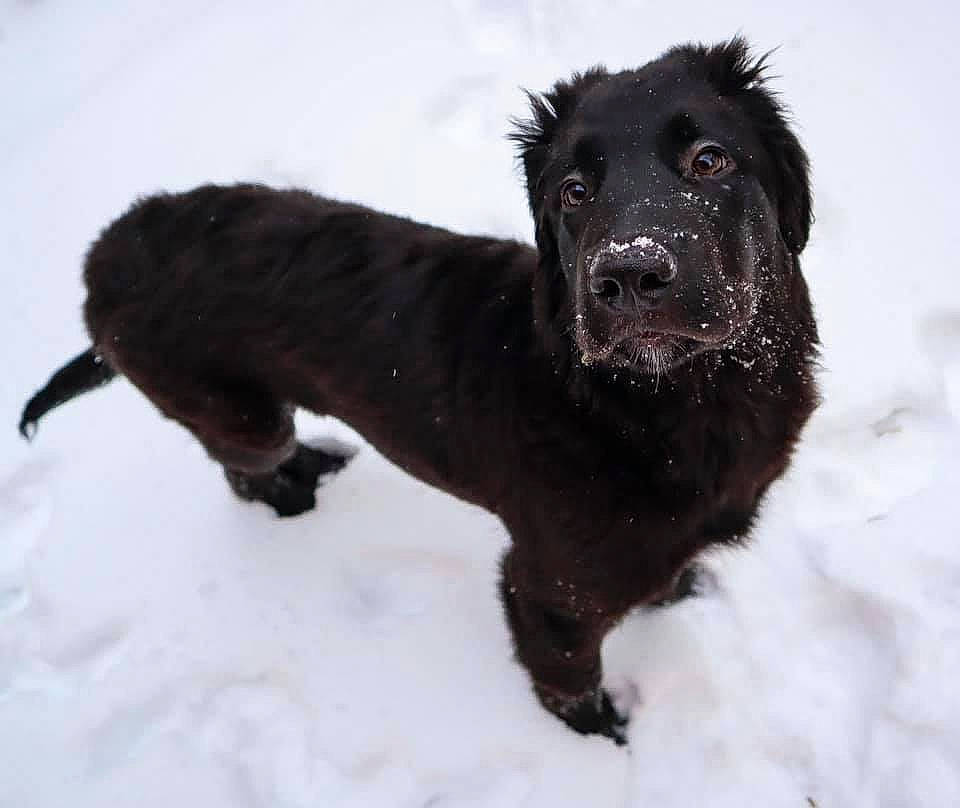 Luca joined the competition — help win amazing prizes! ancient_dog_breeds, borador, canidae, carnivore, companion_dog, dog, dog_breed, event, fur, hunting_dog, liver, puppy, snout, snow, sporting_group, tail, terrestrial_animal, winter, working_animal, working_dog