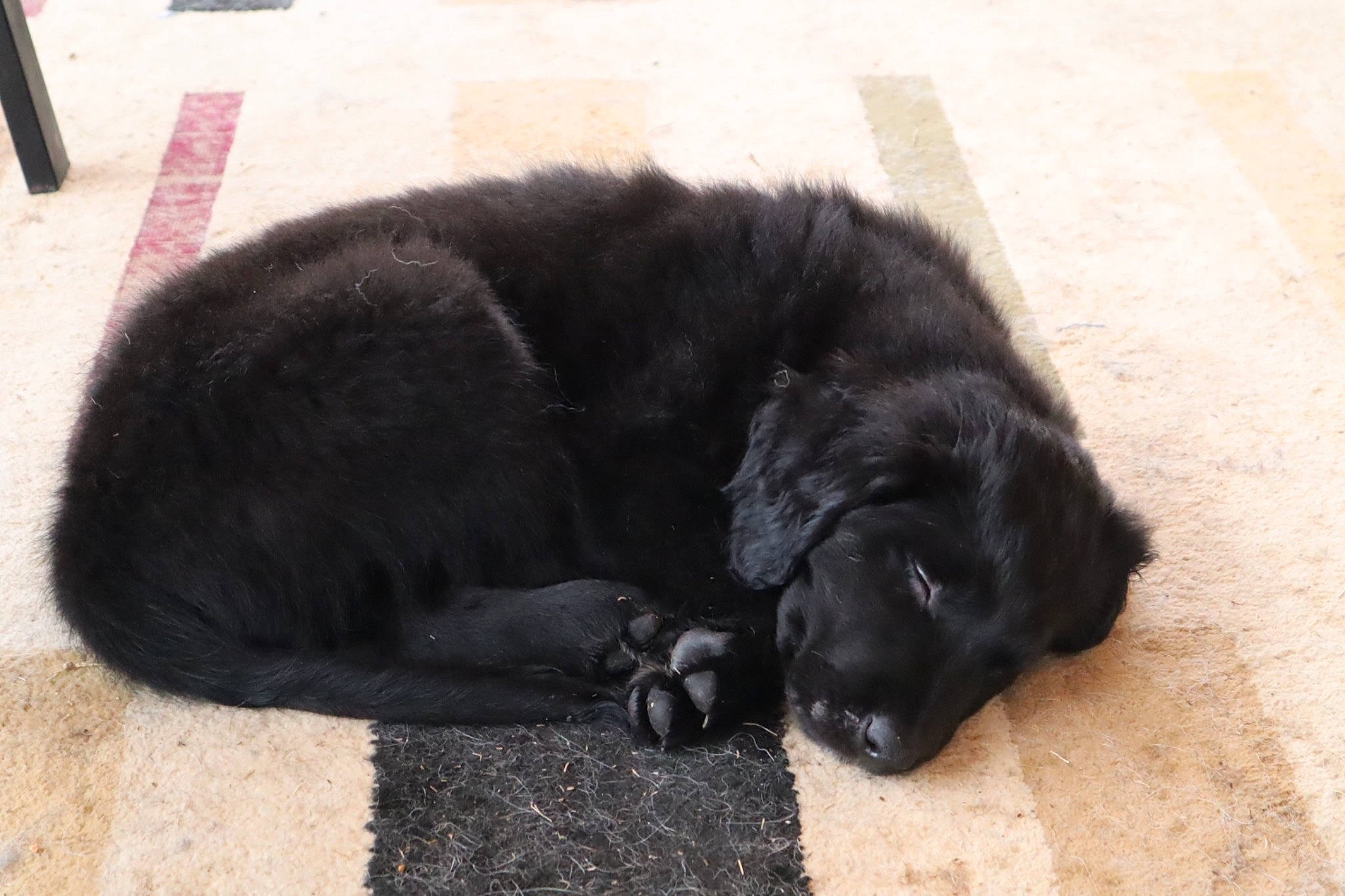 Luca is registered to the contest to win money with this photo: borador, canidae, carnivore, comfort, companion_dog, dog, dog_breed, fur, gun_dog, natural_material, retriever, shadow, snout, sporting_group, working_animal