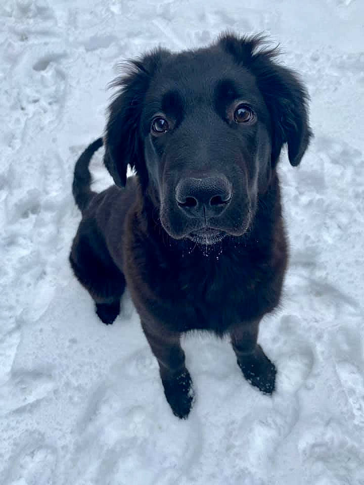 Luca is registered to the contest to win money with this photo: borador, canidae, carnivore, companion_dog, dog, dog_breed, dog_collar, electric_blue, event, freezing, fur, retriever, sky, snout, snow, sporting_group, tail, whiskers, winter, working_animal