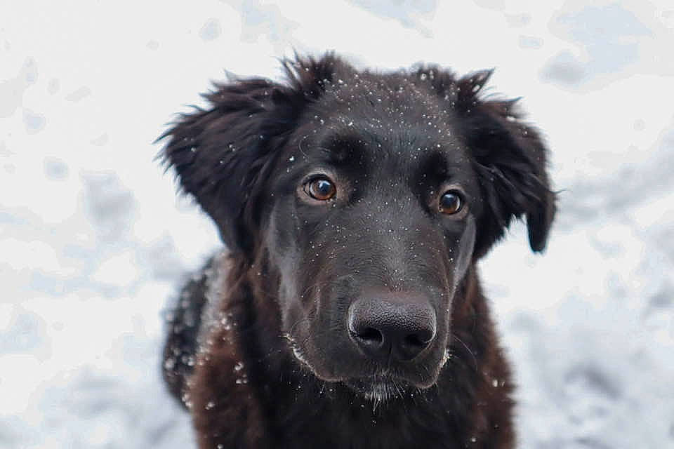 Luca is registered to the contest to win money with this photo: ancient_dog_breeds, borador, canidae, carnivore, companion_dog, dog, dog_breed, freezing, fur, guard_dog, gun_dog, hunting_dog, precipitation, snout, snow, sporting_group, whiskers, winter, working_animal, working_dog