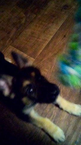 Casey joined the competition — help win amazing prizes! carnivore, cloud, companion_dog, dog, dog_breed, electric_blue, floor, flooring, guard_dog, hardwood, shadow, sky, snout, square, tail, tints_and_shades, wood, working_animal, working_dog