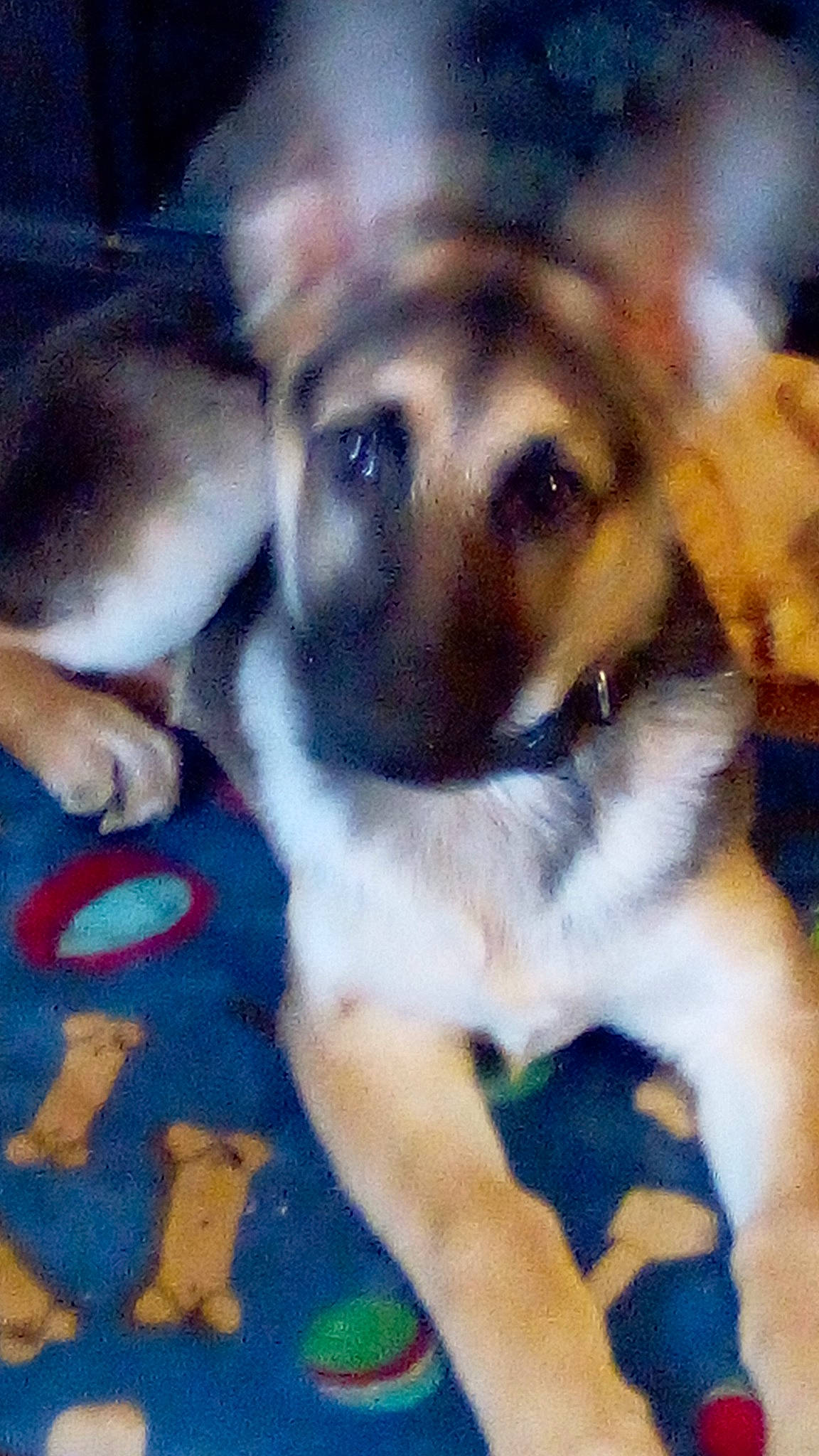 Casey is registered to the contest to win money with this photo: beagle, beaglier, carnivore, companion_dog, dog, dog_breed, fawn, fur, hound, mammal, painting, paw, puppy_love, snout, sporting_group, tail, toy_dog, vertebrate, whiskers, working_animal