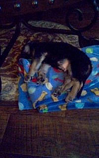 Casey joined the competition — help win amazing prizes! canidae, carnivore, cloud, darkness, dog, dog_breed, electric_blue, fawn, floor, flooring, hardwood, night, sky, sporting_group, tail, terrestrial_animal, tints_and_shades, wood, working_animal, working_dog