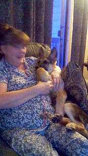 Casey joined the competition — help win amazing prizes! canidae, carnivore, comfort, companion_dog, curtain, dog, dog_breed, event, fawn, felidae, fun, fur, guard_dog, lap, mammal, room, sitting, small_to_medium_sized_cats, thumb, vertebrate