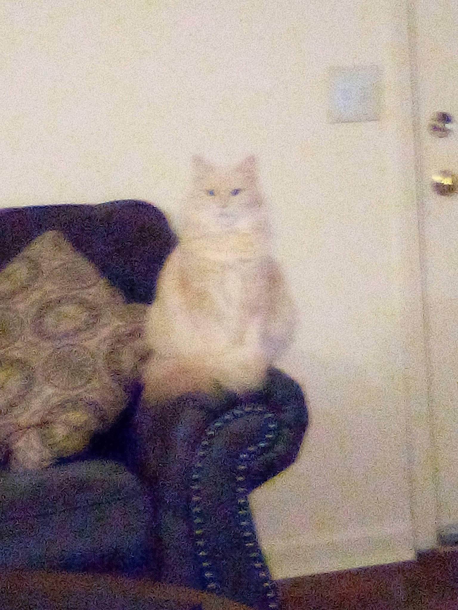 Fluffy joined the competition — help win amazing prizes! art, carnivore, cat, cat_supply, comfort, couch, domestic_short_haired_cat, electric_blue, felidae, flooring, fur, pattern, paw, room, small_to_medium_sized_cats, studio_couch, tail, whiskers, window