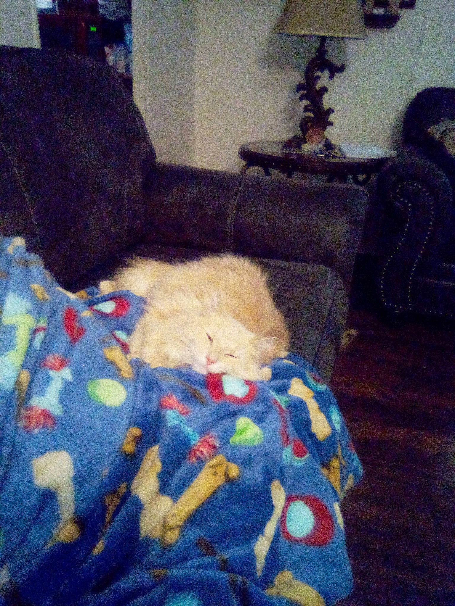 Fluffy is registered to the contest to win money with this photo: bedding, canidae, carnivore, comfort, companion_dog, couch, dog_breed, felidae, floor, flooring, fur, hardwood, linens, living_room, picture_frame, room, small_to_medium_sized_cats, sporting_group, tints_and_shades, wood