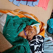 Goldie Herron is registered to the contest to win money with this photo: dog, pet, brown_dog, blanket, bedding, bed, collar, cozy, sleepy, resting, indoor, fur, textile, pattern, pile_of_blankets, clothes_hanging, wall, comfort, portrait, canine