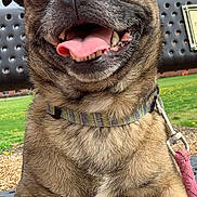 Smallz joined the competition — help win amazing prizes! dog, pet, outdoor, bench, grass, happy, tongue, smile, collar, leash, park, animal, canine, fur, playful, daylight, nature, closeup, friendly, cute