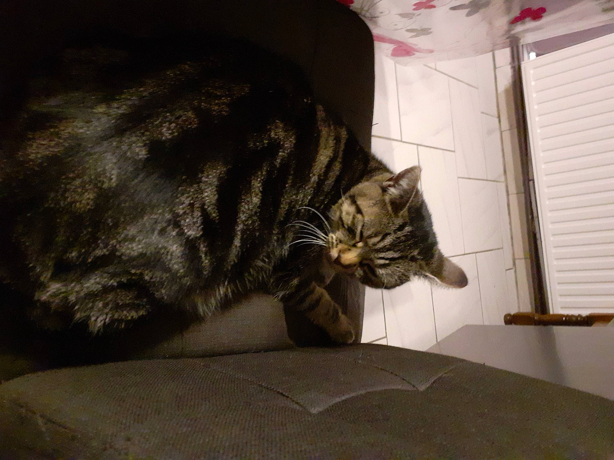 Chipie a rejoint le concours — aidez-le/la à gagner de superbes lots ! carnivore, cat, comfort, domestic_short_haired_cat, felidae, fur, grey, room, small_to_medium_sized_cats, snout, tail, terrestrial_animal, whiskers, window