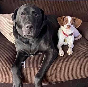 Roger is registered to the contest to win money with this photo: borador, canidae, carnivore, collar, companion_dog, dog, dog_breed, dog_collar, fawn, fur, hunting_dog, liver, metal, non_sporting_group, pointing_breed, snout, sporting_group, tail, whiskers, working_animal