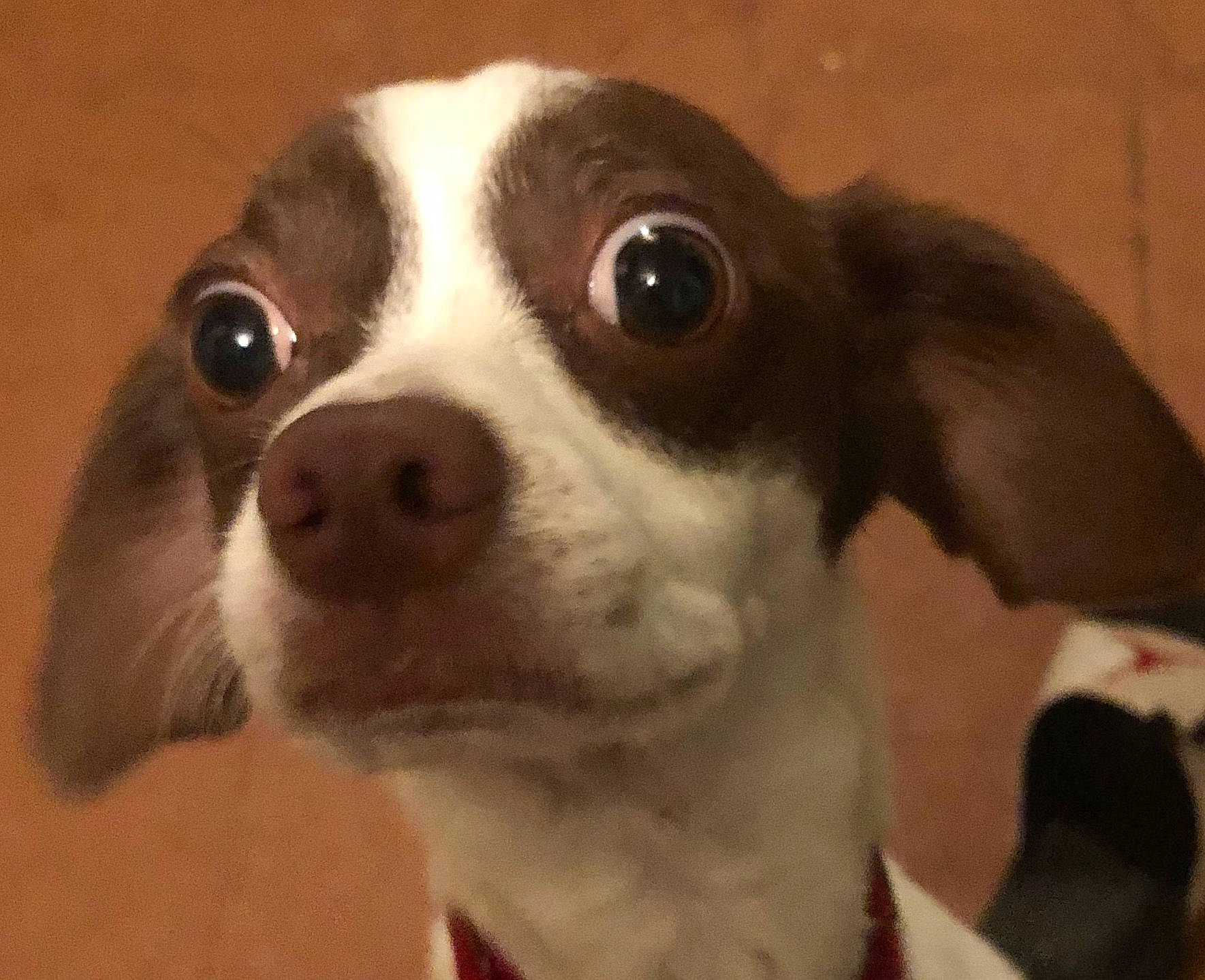 Roger joined the competition — help win amazing prizes! ancient_dog_breeds, bored, canidae, carnivore, companion_dog, curious, dog, dog_breed, ear, fawn, fur, liver, non_sporting_group, puppy, snout, sporting_group, terrestrial_animal, toy_dog, whiskers, working_animal