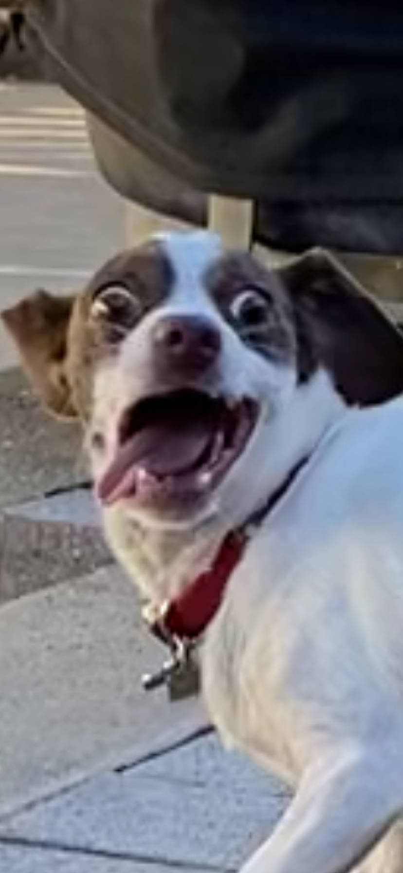 Roger is registered to the contest to win money with this photo: ancient_dog_breeds, carnivore, collar, companion_dog, dog, dog_breed, dog_collar, dog_supply, fang, fur, jaw, leash, puppy, snout, sporting_group, street_dog, terrestrial_animal, whiskers, working_animal, yawn