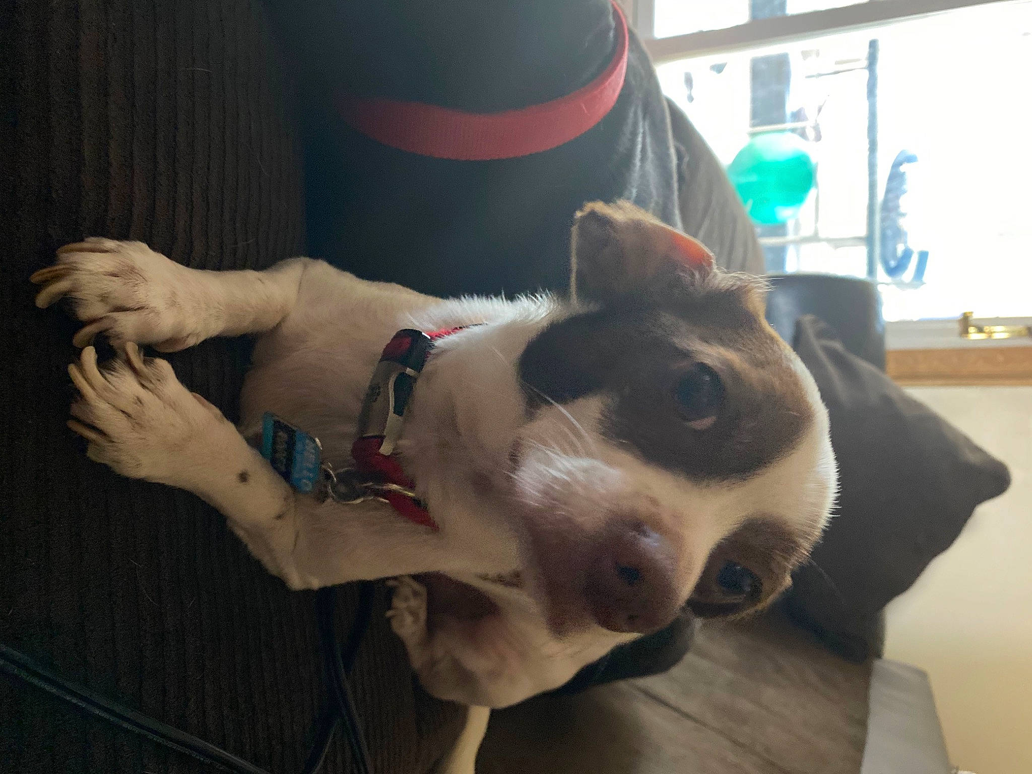 Roger is registered to the contest to win money with this photo: carnivore, collar, companion_dog, dog, dog_breed, dog_collar, dog_supply, elbow, fawn, fur, giant_dog_breed, human_leg, paw, snout, sporting_group, tail, whiskers, window, working_animal, wrist