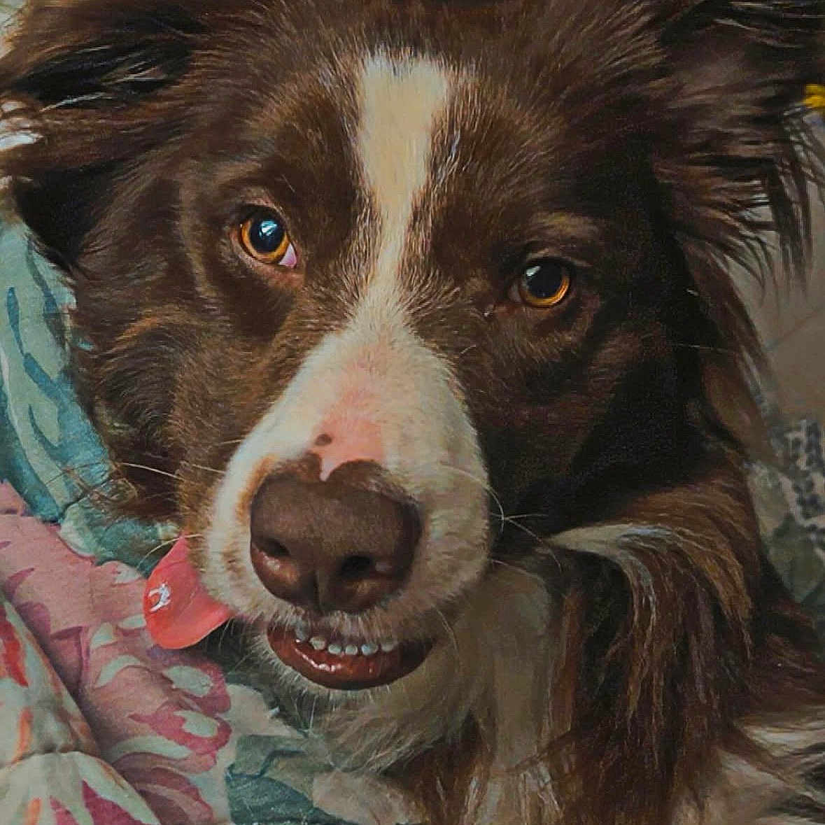 Archie