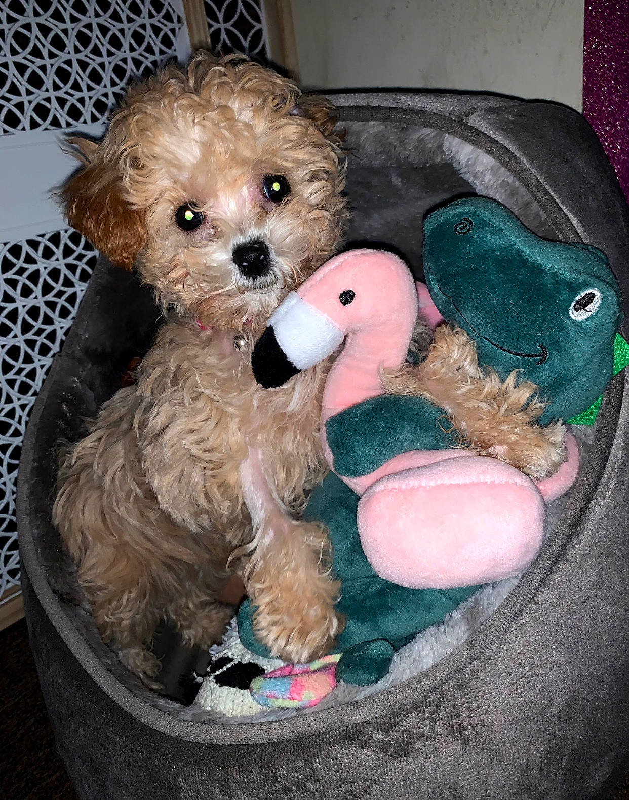 Leah joined the competition — help win amazing prizes! baby_toys, canidae, carnivore, companion_dog, dog, dog_breed, dog_clothes, dog_supply, fawn, fur, labradoodle, pet_supply, plush, poodle, sporting_group, stuffed_toy, terrier, toy, toy_dog, working_animal