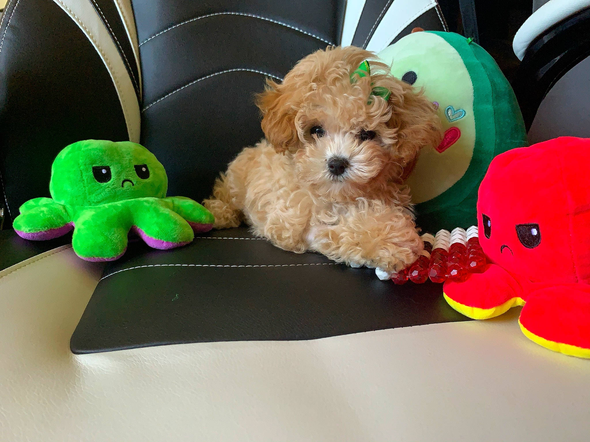 Leah is registered to the contest to win money with this photo: baby_toys, canidae, carnivore, companion_dog, dog, dog_breed, dog_supply, fashion_accessory, fawn, firefighter, mammal, plush, snout, sporting_group, stuffed_toy, sunglasses, toy, toy_dog, vertebrate, working_animal