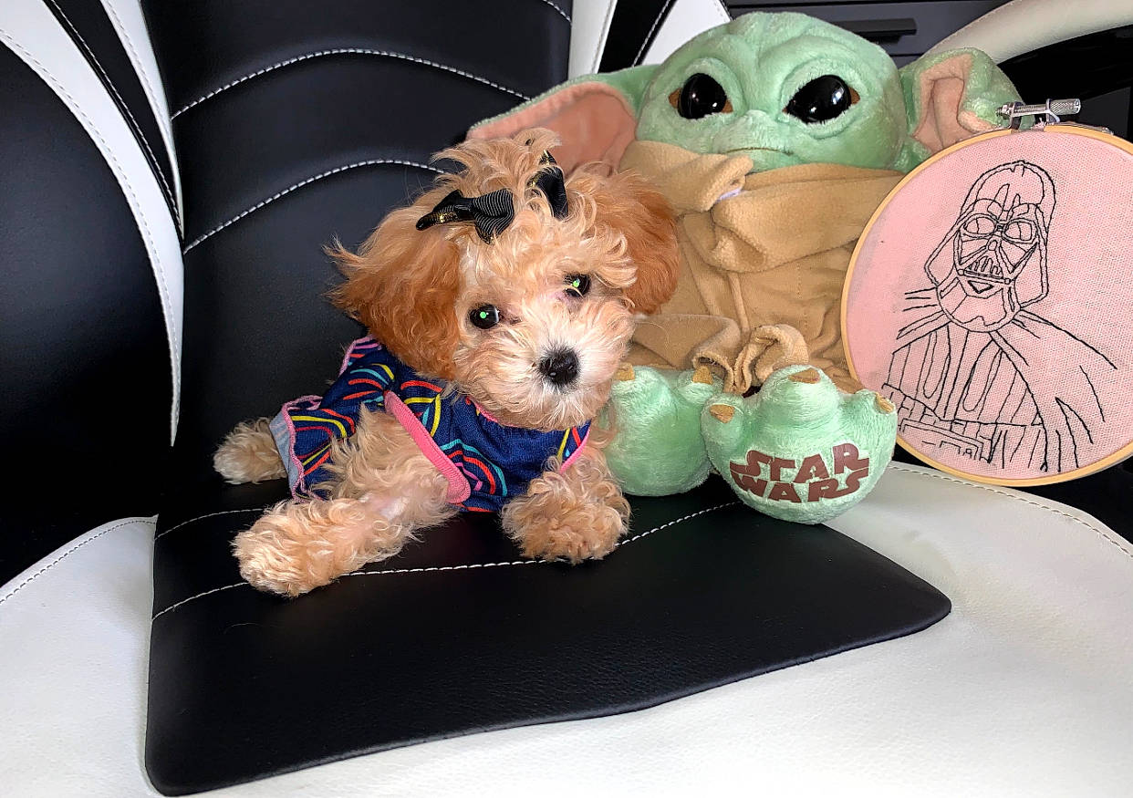Leah is registered to the contest to win money with this photo: bowl, canidae, carnivore, companion_dog, cup, dishware, dog, dog_breed, dog_clothes, dog_supply, event, fashion_accessory, fawn, pet_supply, sporting_group, stuffed_toy, tableware, toy, toy_dog, working_animal