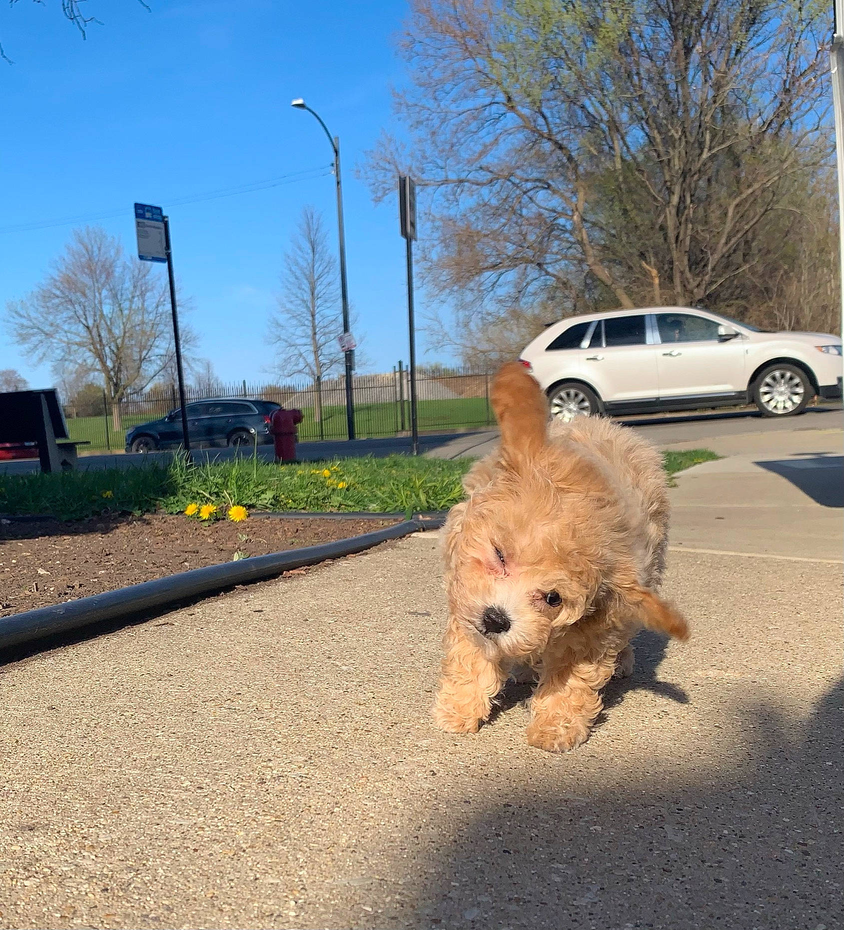 Leah joined the competition — help win amazing prizes! asphalt, car, carnivore, companion_dog, dog, dog_breed, fawn, grass, plant, road, road_surface, sidewalk, sky, street_light, tar, tints_and_shades, tire, tree, vehicle, wheel