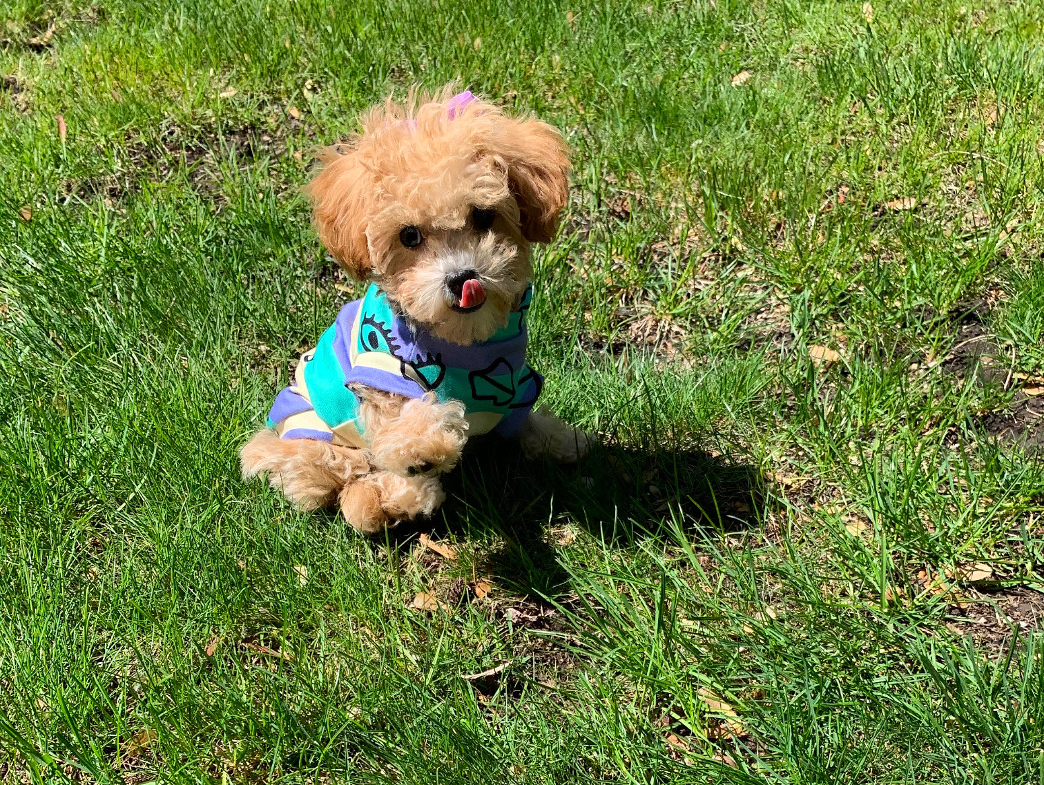 Leah is registered to the contest to win money with this photo: canidae, carnivore, companion_dog, dog, dog_breed, dog_clothes, dog_supply, doll, fawn, grass, groundcover, labradoodle, maltepoo, plant, poodle_crossbreed, sporting_group, stuffed_toy, terrier, toy, toy_dog