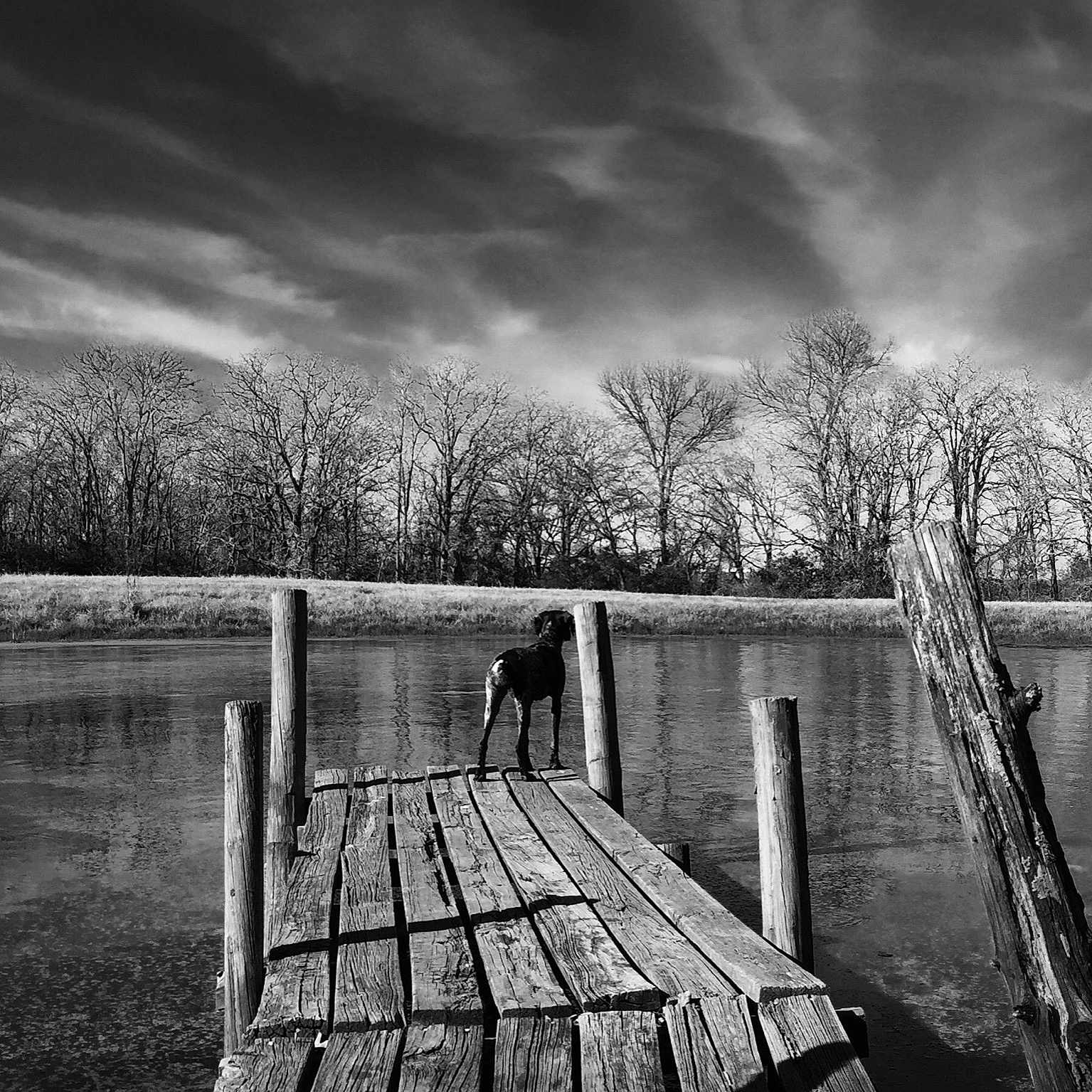 Cricket joined the competition — help win amazing prizes! black_and_white, branch, cloud, dock, flash_photography, grass, grey, horizon, landscape, monochrome, natural_landscape, plant, sky, style, sunlight, tree, water, water_resources, wood, woody_plant