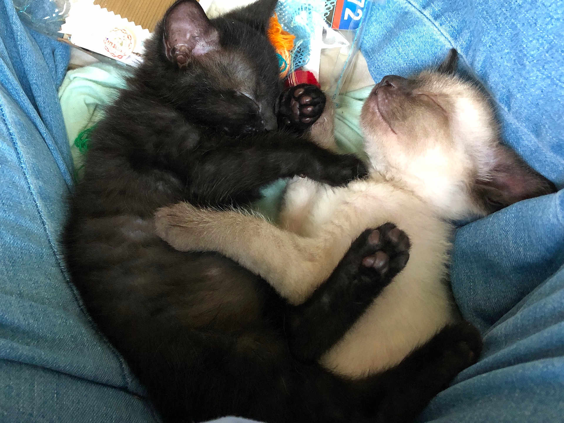 Poe joined the competition — help win amazing prizes! kitten, cat, sleeping, cute, paw, black_cat, cream_cat, denim, legs, cozy, nap, pet, animal, fur, cute_animals, resting, friendship, indoor, closeup, adorable