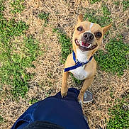 Blue is registered to the contest to win money with this photo: dog, small_dog, brown_dog, blue_collar, grass, dry_grass, person, pants, sneakers, outdoor, pet, happy, smiling, looking_up, standing, paw_on_leg, playful, canine, daylight, nature