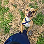dog, small_dog, brown_dog, blue_collar, grass, dry_grass, person, pants, sneakers, outdoor, pet, happy, smiling, looking_up, standing, paw_on_leg, playful, canine, daylight, nature