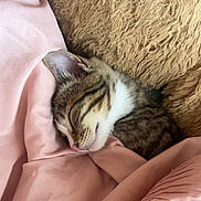 Bouvé joined the competition — help win amazing prizes! animal, blanket, cat, closeup, cozy, cute, domestic, fur, indoor, kitten, peaceful, pet, pillow, pink, relaxing, resting, sleeping, snuggled, soft, tabby