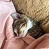 animal, blanket, cat, closeup, cozy, cute, domestic, fur, indoor, kitten, peaceful, pet, pillow, pink, relaxing, resting, sleeping, snuggled, soft, tabby