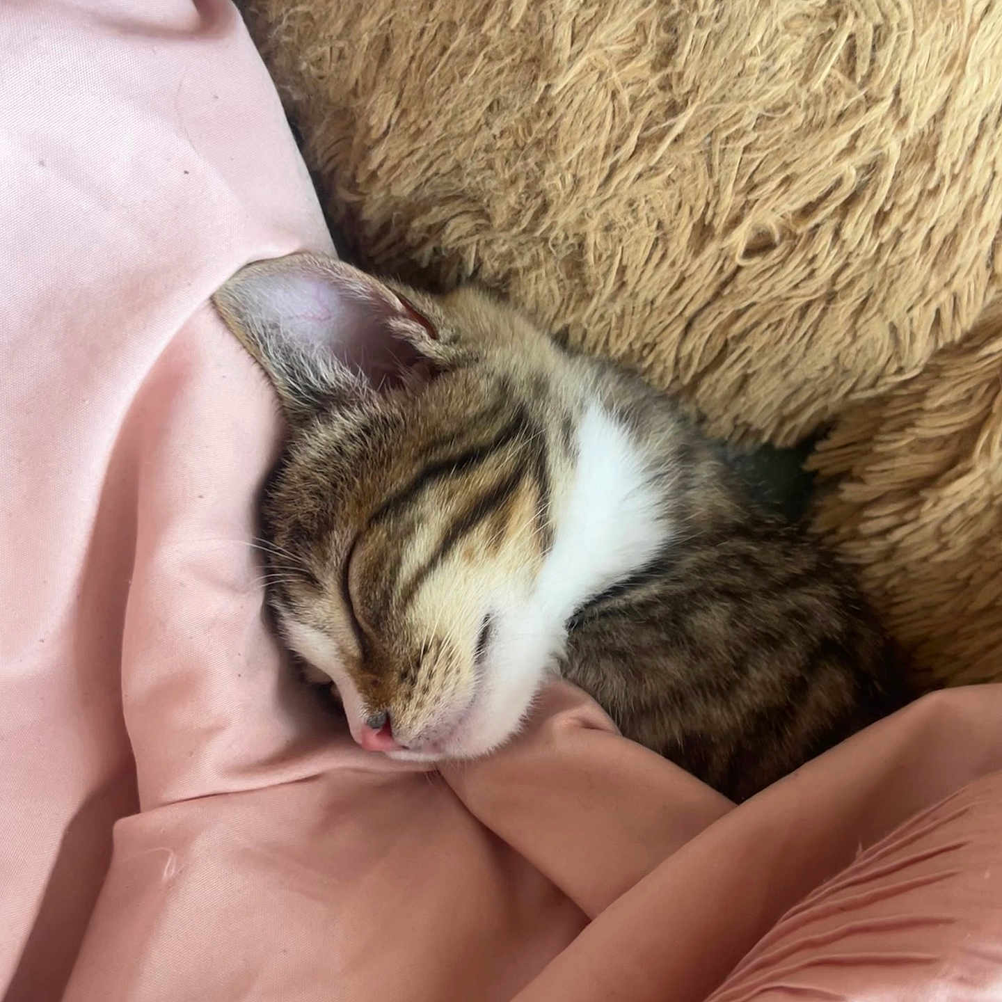 Bouvé joined the competition — help win amazing prizes! animal, blanket, cat, closeup, cozy, cute, domestic, fur, indoor, kitten, peaceful, pet, pillow, pink, relaxing, resting, sleeping, snuggled, soft, tabby