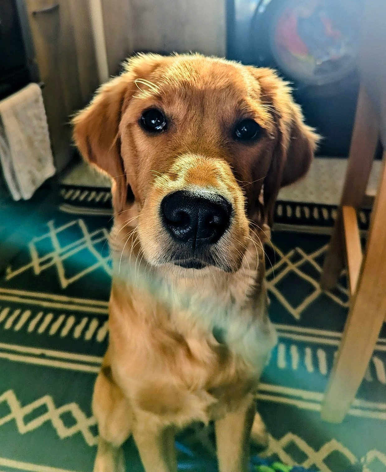 Levi joined the competition — help win amazing prizes! dog, golden_retriever, puppy, pet, indoor, carpet, floor, fur, nose, ears, animal, cute, looking_at_camera, home, chair, wood, pattern, young, mammal, companion