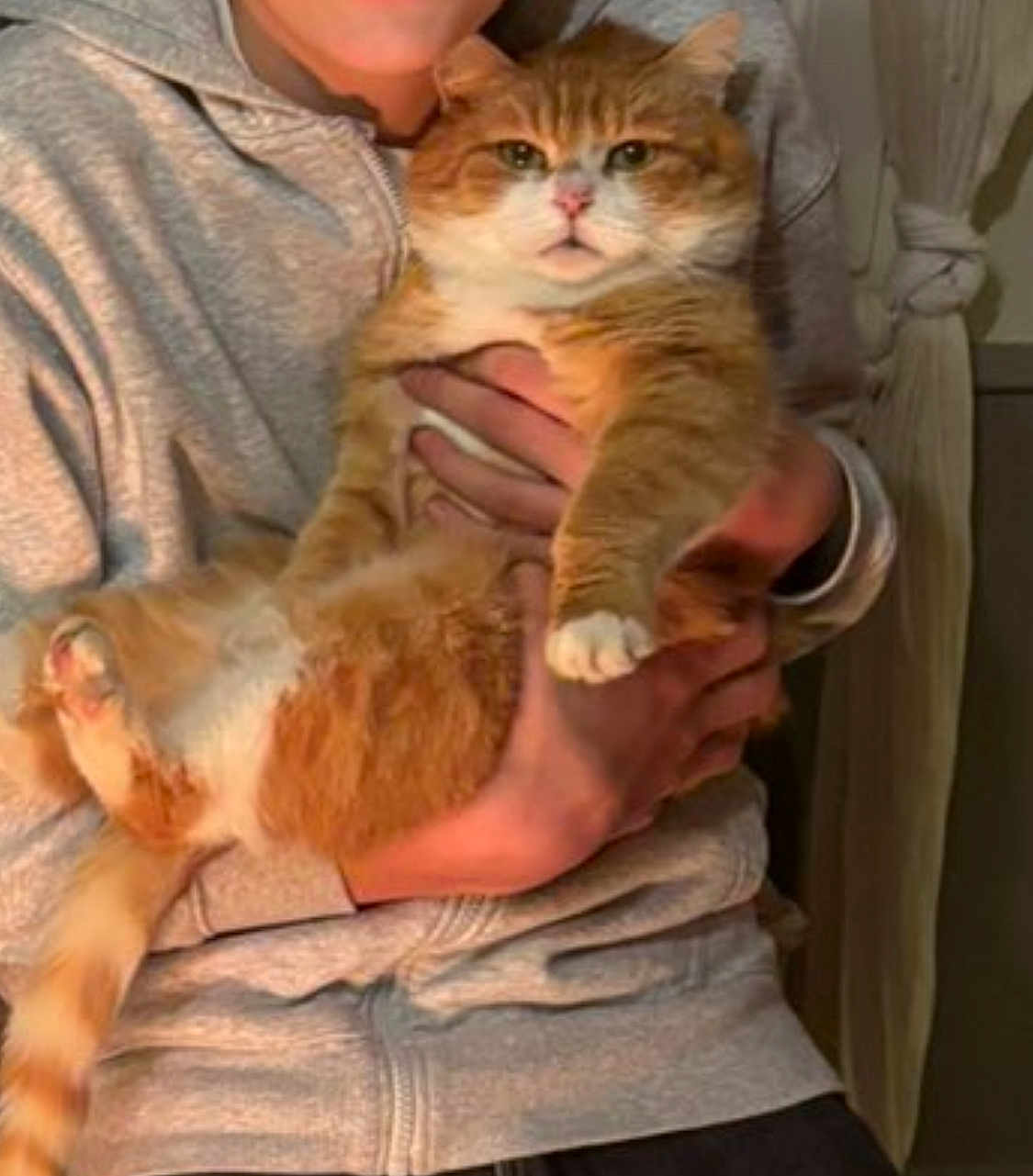 Goupil participe au concours pour gagner de l'argent avec cette photo : cat, orange_cat, white_paws, indoor, person_holding_cat, gray_hoodie, hands, feline, pet, cozy, warm_lighting, domestic_animal, cute, fluffy, tabby, animal, mammal, comfort, household, portrait