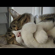 Einstein joined the competition — help win amazing prizes! adorable, animal, cat, close_up, cozy, cute, domestic, feline, fur, indoor, mammal, nose, paw, peaceful, pet, quiet, relaxation, resting, sleeping, whiskers
