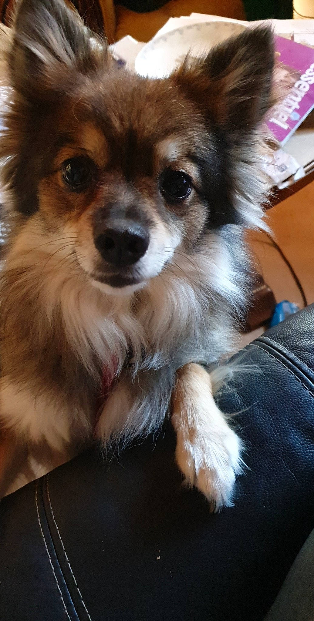 Olive participe au concours pour gagner de l'argent avec cette photo : canidae, carnivore, companion_dog, dog, dog_breed, fawn, fur, papillon, snout, sporting_group, terrestrial_animal, toy_dog, whiskers, working_animal, working_dog