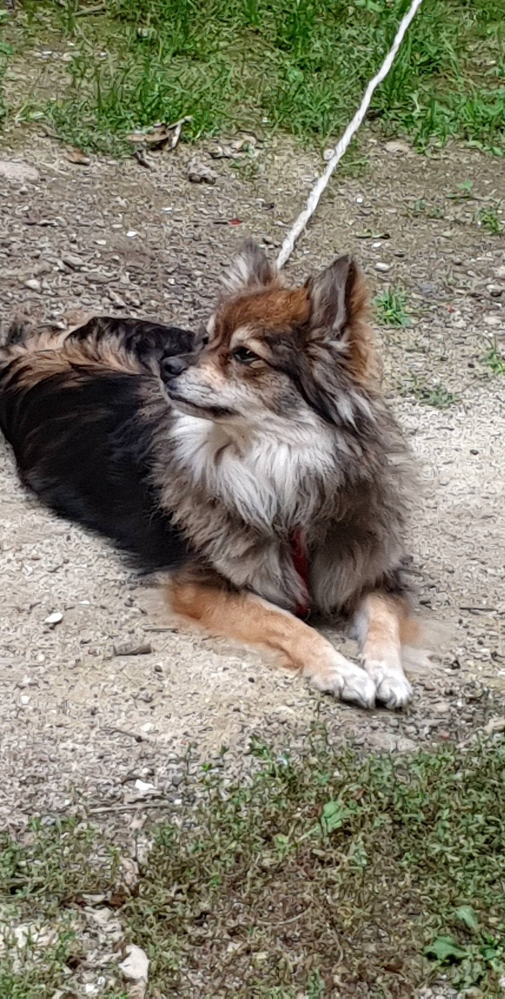 Olive participe au concours pour gagner de l'argent avec cette photo : canidae, carnivore, companion_dog, dog, dog_breed, fawn, felidae, fur, grass, plant, snout, soil, sporting_group, tail, terrestrial_animal, toy_dog, whiskers, wildlife