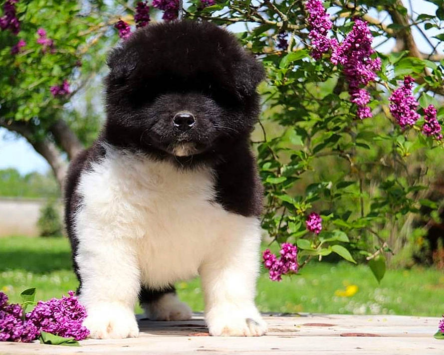 Ritchy a rejoint le concours — aidez-le/la à gagner de superbes lots ! annual_plant, canidae, carnivore, companion_dog, dog, dog_breed, flower, fur, grass, green, groundcover, magenta, petal, pink, plant, snout, sporting_group, toy_dog, tree, working_animal