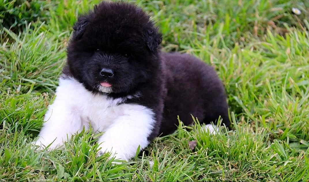 Ritchy a rejoint le concours — aidez-le/la à gagner de superbes lots ! canidae, carnivore, companion_dog, dog, dog_breed, fur, grass, groundcover, maltepoo, non_sporting_group, plant, poodle, sedge_family, snout, sporting_group, terrestrial_animal, toy_dog, water_dog, working_animal, working_dog