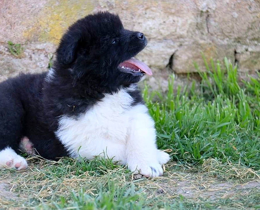 Ritchy participe au concours pour gagner de l'argent avec cette photo : biting, borador, canidae, carnivore, companion_dog, dog, dog_breed, fur, grass, non_sporting_group, plant, puppy, snout, sporting_group, tail, terrestrial_animal, working_animal, working_dog