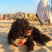 Black a rejoint le concours — aidez-le/la à gagner de superbes lots ! dog, beach, sand, sunlight, sky, rocks, person, blanket, outdoor, pet, animal, relaxing, sunny, nature, canine, portrait, summer, daytime, fur, tongue
