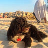 dog, beach, sand, sunlight, sky, rocks, person, blanket, outdoor, pet, animal, relaxing, sunny, nature, canine, portrait, summer, daytime, fur, tongue