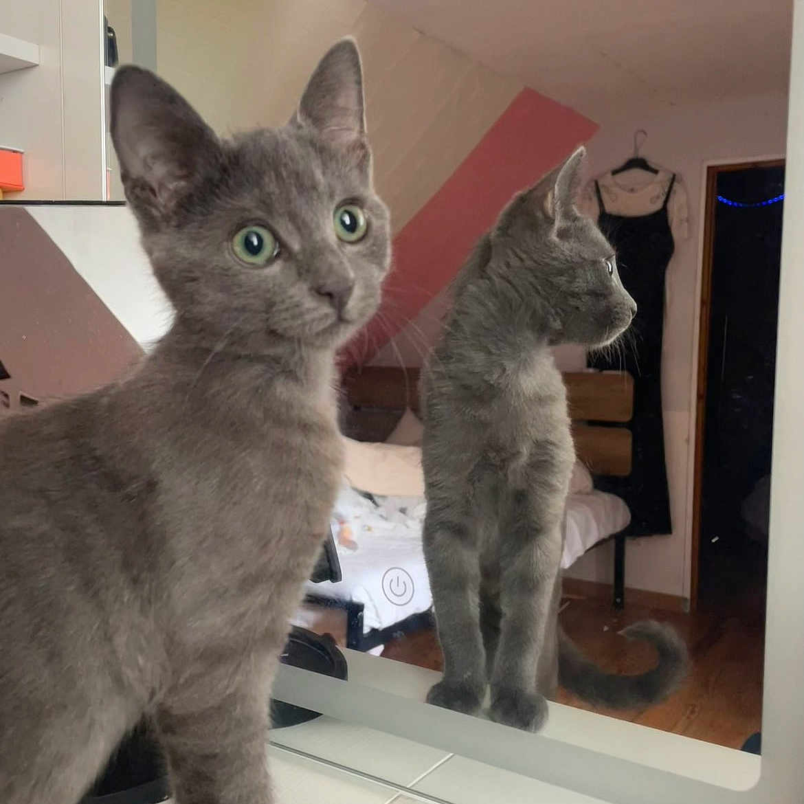 Marcel a rejoint le concours — aidez-le/la à gagner de superbes lots ! cat, kitten, gray_cat, mirror, reflection, pet, animal, portrait, indoors, bedroom, green_eyes, pointed_ears, whiskers, fur, curious, standing, countertop, furniture, home, photography