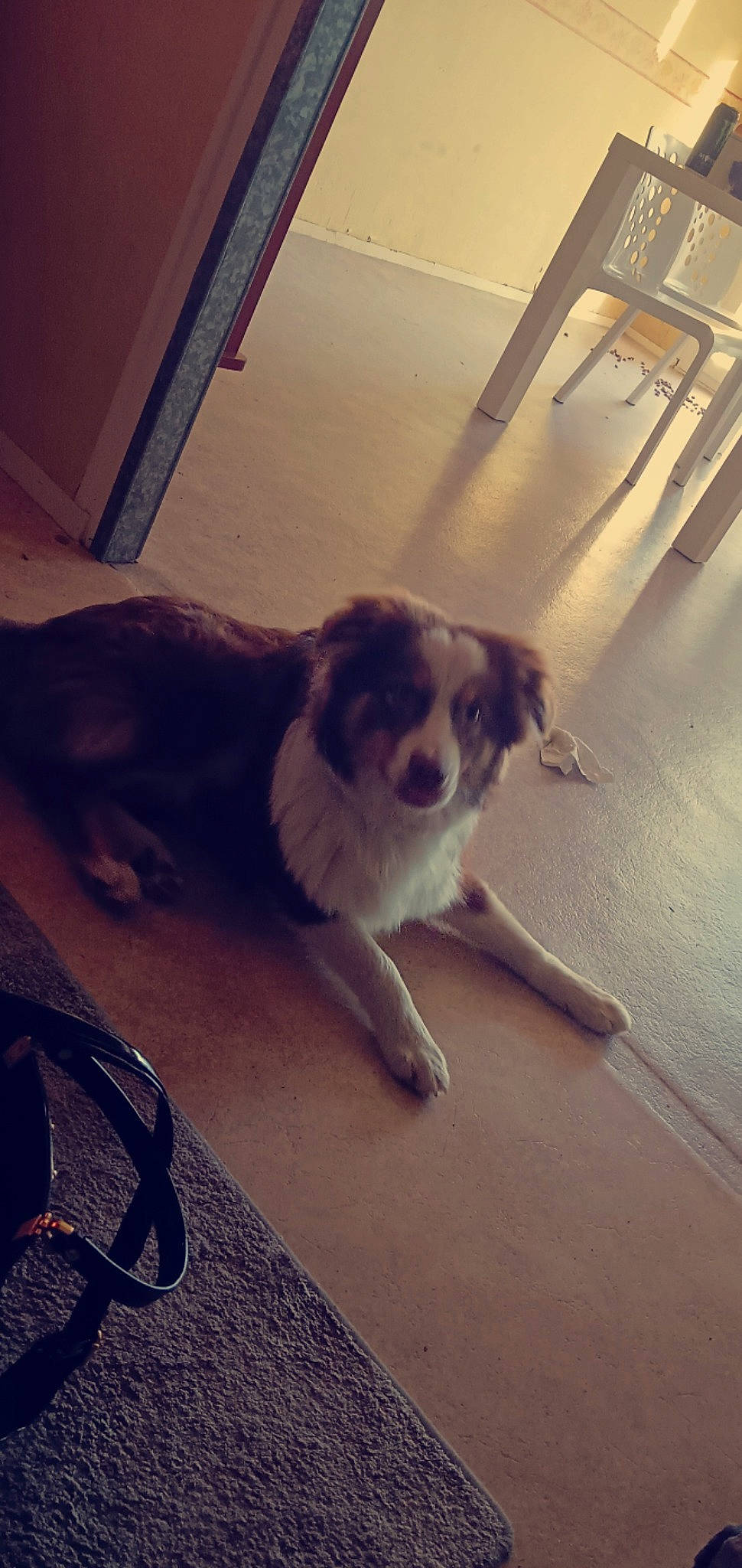 Djangoo a rejoint le concours — aidez-le/la à gagner de superbes lots ! carnivore, cloud, companion_dog, dog, dog_breed, door, fawn, floor, flooring, hardwood, mammal, metal, meteorological_phenomenon, paw, plant, sunlight, tail, tints_and_shades, whiskers, wood