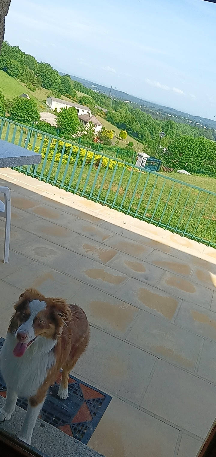 Djangoo a rejoint le concours — aidez-le/la à gagner de superbes lots ! asphalt, canidae, carnivore, cloud, companion_dog, dog_breed, fawn, grass, landscape, leisure, plant, road, road_surface, roof, shrub, sky, slope, sporting_group, tail, tree