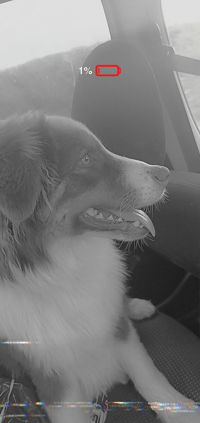 Djangoo a rejoint le concours — aidez-le/la à gagner de superbes lots ! art, automotive_exterior, canidae, carnivore, companion_dog, dog, dog_breed, fang, fur, jaw, monochrome, monochrome_photography, snout, sporting_group, terrestrial_animal, vehicle_door, whiskers, wildlife, windshield, working_animal