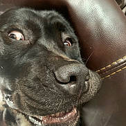 Toby joined the competition — help win amazing prizes! dog, close_up, black_dog, pet, animal, leather, face, nose, mouth, teeth, whiskers, expression, funny, indoor, fur, canine, wide_eyes, snout, texture, couch