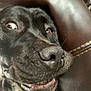 dog, close_up, black_dog, pet, animal, leather, face, nose, mouth, teeth, whiskers, expression, funny, indoor, fur, canine, wide_eyes, snout, texture, couch